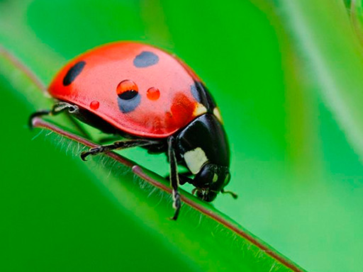 ladybug-match3