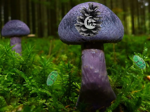 mushroom-forest-adventure