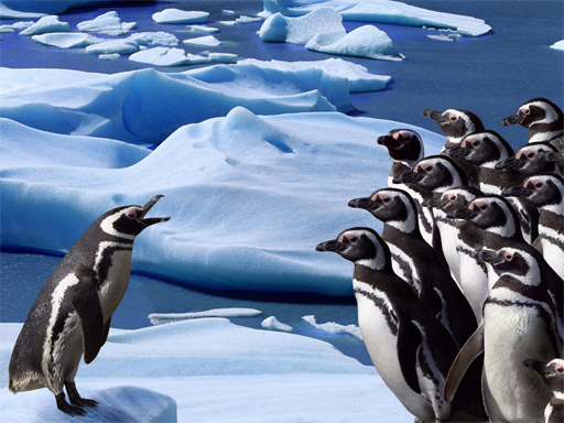 penguins-slide